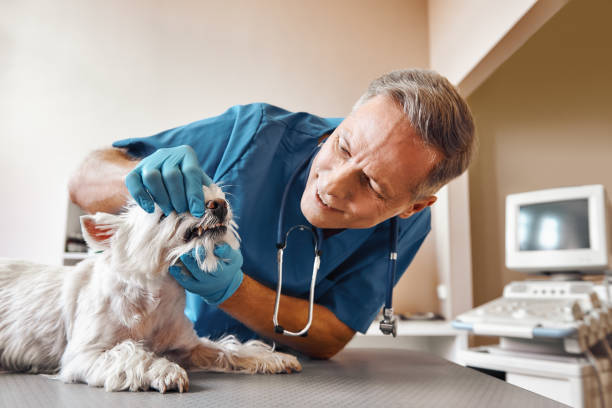 Best Pediatric Emergency Dentist in Urbana, MD